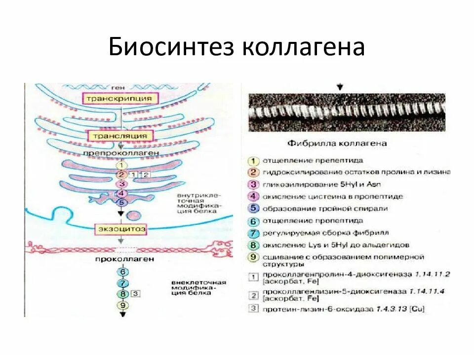 Нарушение коллагена. Схема этапы биосинтеза коллагена. Схема этапов синтеза коллагена. Стадии синтеза коллагена схема. Внутриклеточный Синтез коллагена схема.