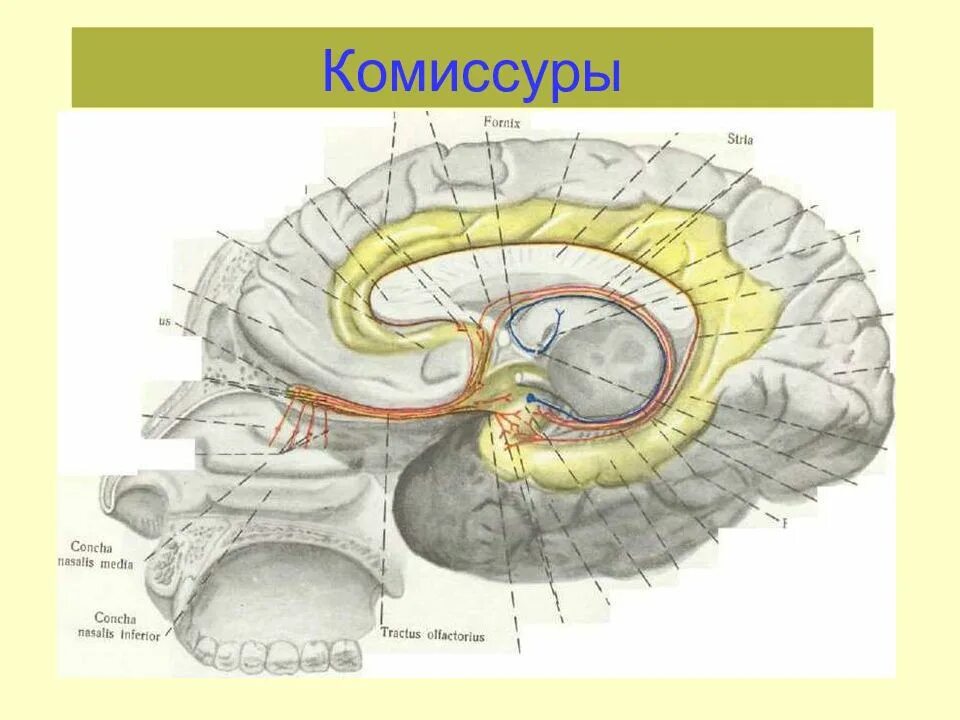 Центральный отдел обонятельного анализатора схема. Корковый центр обонятельного анализатора. Обонятельный мозг анатомия. Обонятельный мозг Центральный и периферический отделы.