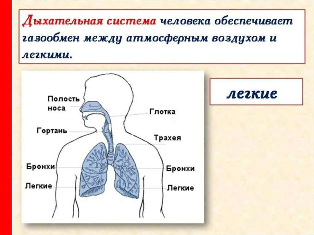 Воздух в легкие поступает через. Дыхательная система человека. Схема дыхательной системы. Дыхательная система человека органы дыхания. Система дыхания человека схема.