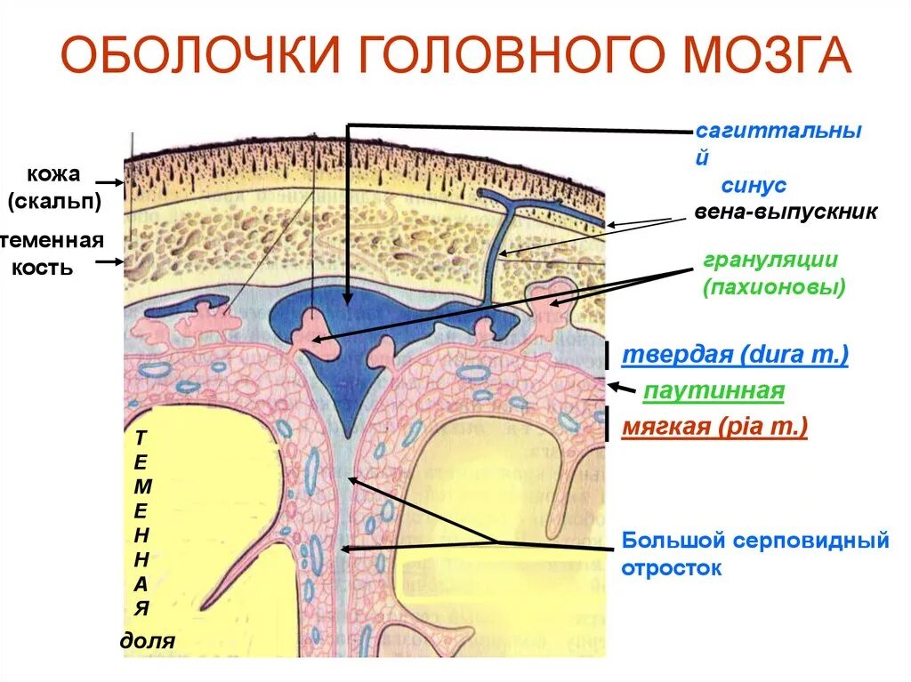 Какие оболочки мозга. Мозговые оболочки пахионовы грануляции. Схема строения оболочек головного мозга. Поперечный срез оболочки головного мозга неврология. Твердая мозговая оболочка головного мозга схема.