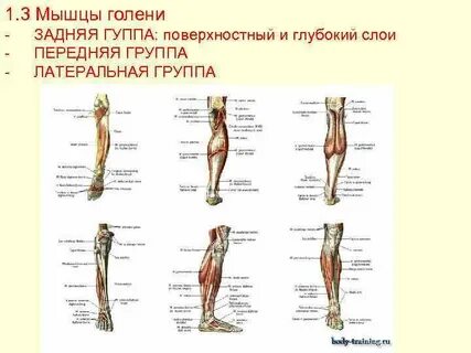 Внутренние мышцы голени