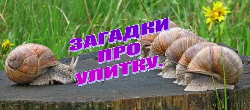 Про улиток для детей. Загадка про улитку для детей. Улитка выражение. Улитка прикол. Шутка про улитку.