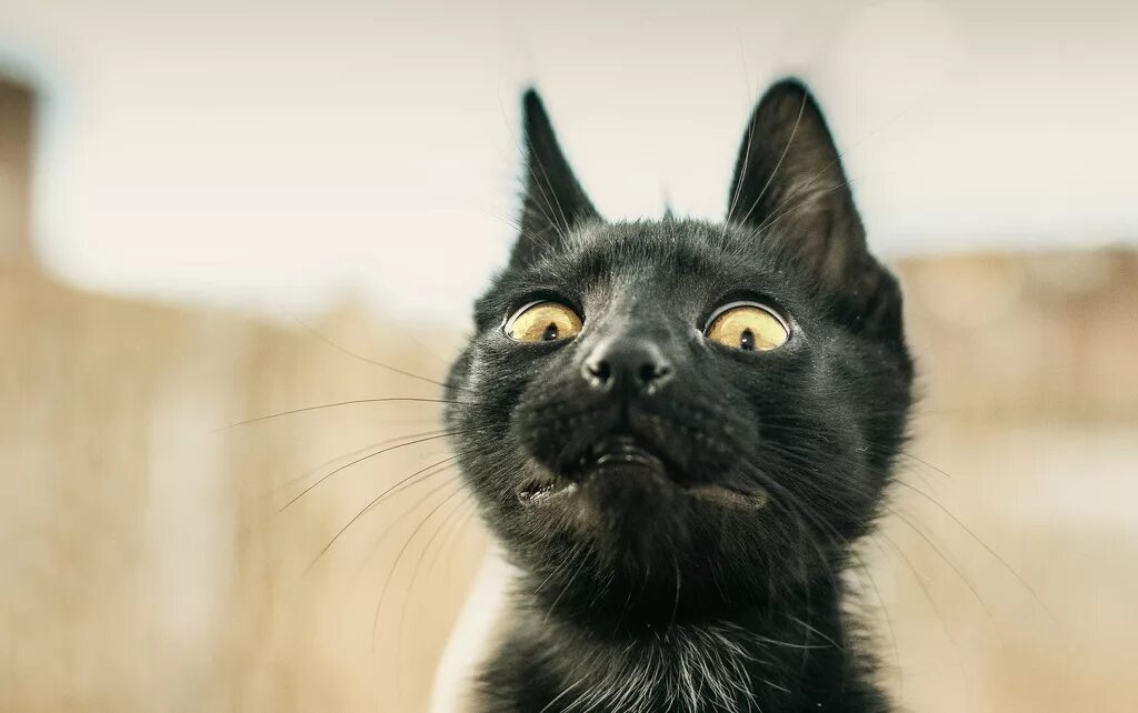 Испуганные кошки. Кошка в испуге. Удивленный кот. Испуганная черная кошка.