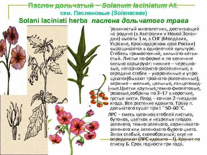 Алкалоид в пасленовых. Паслен дольчатый фармакогнозия. алкалоиды паслена дольчатого. трава паслена дольчатого. паслен дольчатый гербарий.