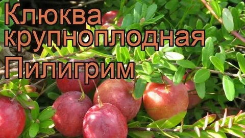 Клюква пилигрим описание