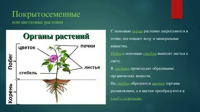 Тест по теме корень 6 класс. Строение цветковых покрытосеменных растений. строение вегетативных органов покрытосеменных растений. покрытосеменные корень стебель листья. функции органов цветковых растений.