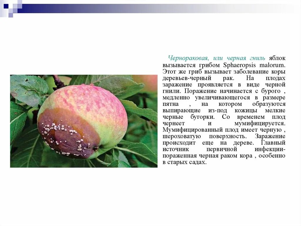Признак протекания гниения фруктов. Микробиологический процесс гниение. Признак протекания гниения фруктов. Гниение микробиология. Botrytis cinerea («благородная гниль»).