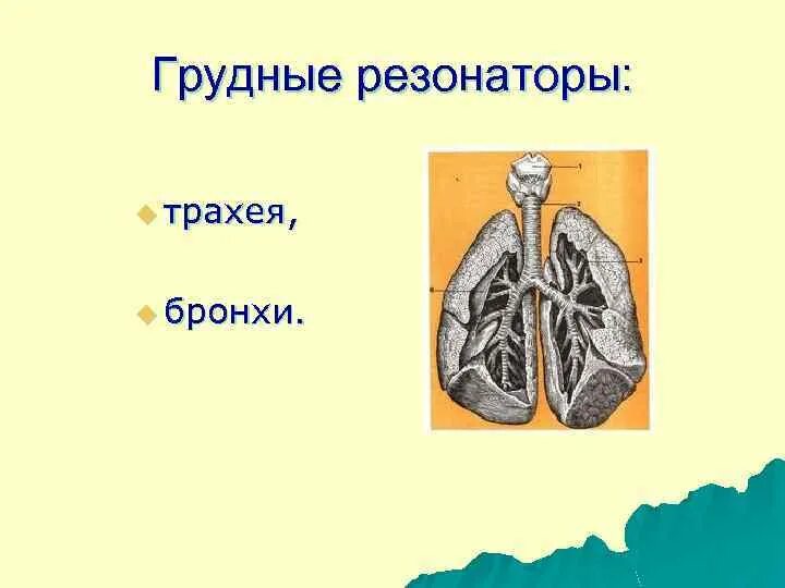 Где находятся резонаторы. Грудной резонатор. Голосовые резонаторы. Резонаторы голосового аппарата. Головной и грудной резонаторы.