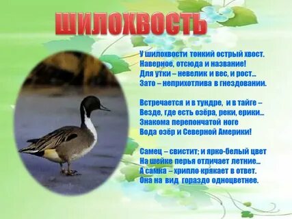 Как можно назвать утку