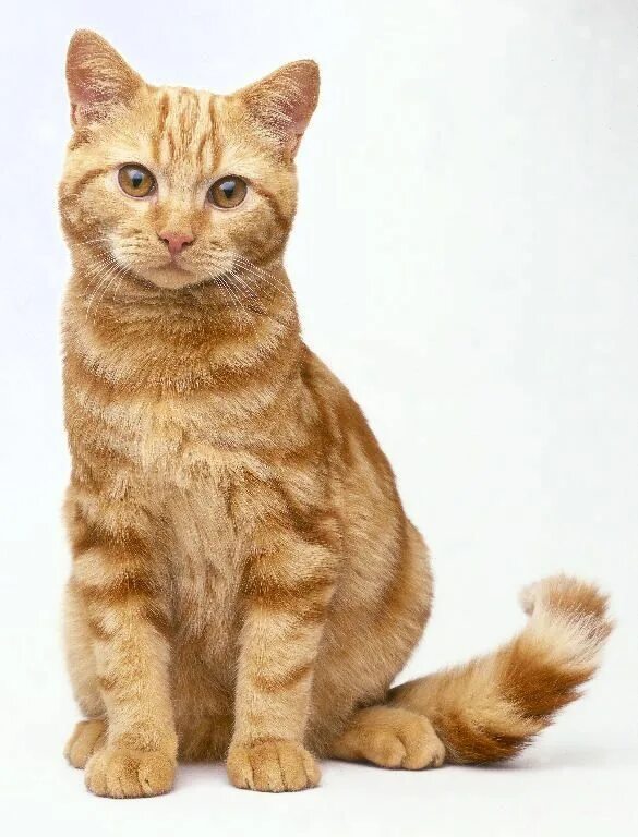 Порода кошек с рыжей шерстью. Европейская короткошерстная табби рыжий. Цейлонская короткошерстная кошка рыжая. Рыжий табби кот. Порода табби кот рыжий.