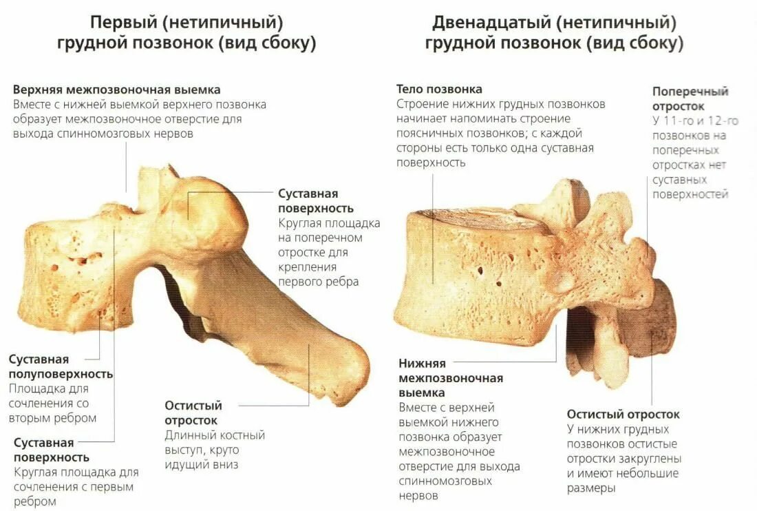 Грудной позвонок характеристика