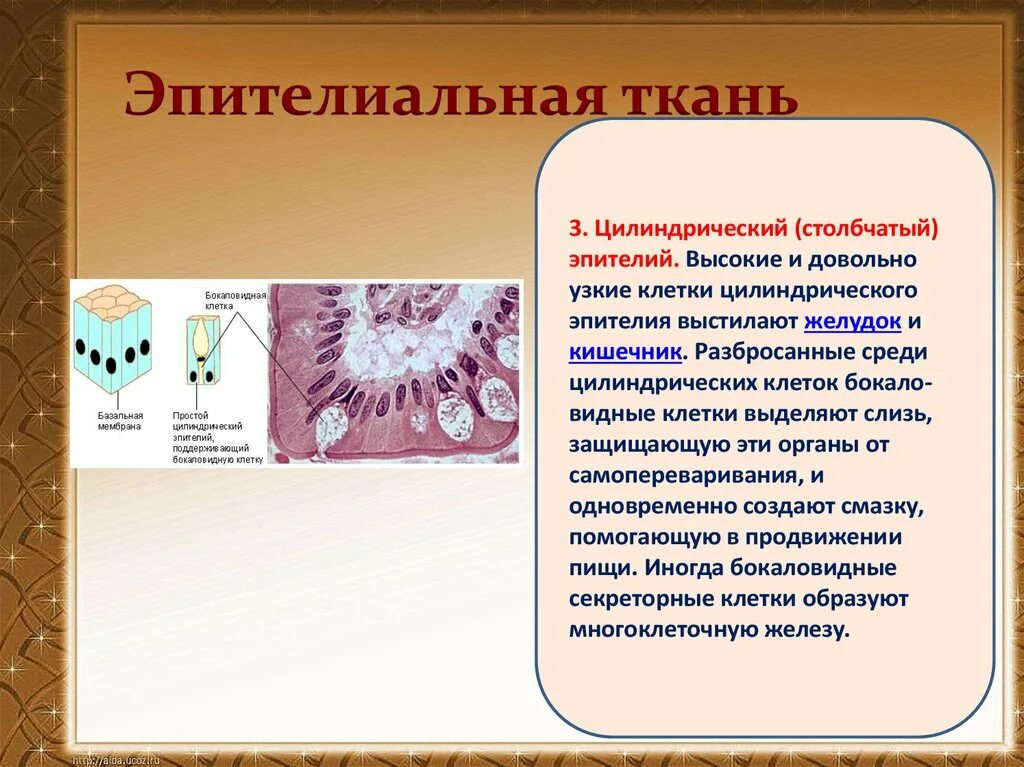 Свойства цилиндрической эпителиальной ткани. Эпителиальные клетки. Эпителиальная ткань цилиндрический эпителий. Столбчатые клетки эпителия. Эпителиальные ткани состоят из клеток