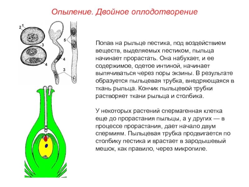 Процесс опыления при размножении. Опыление и двойное оплодотворение у цветковых растений. двойное оплодотворение, опыление схема. процесс опыления и оплодотворение у цветковых растений. схема двойного опыления.