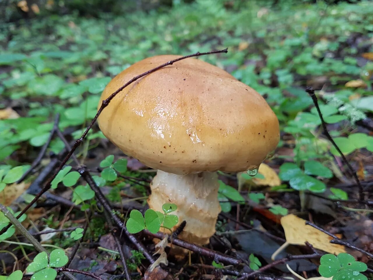 Паутинник триумфальный - описание Cortinarius triumphans, фото гриба Грибы