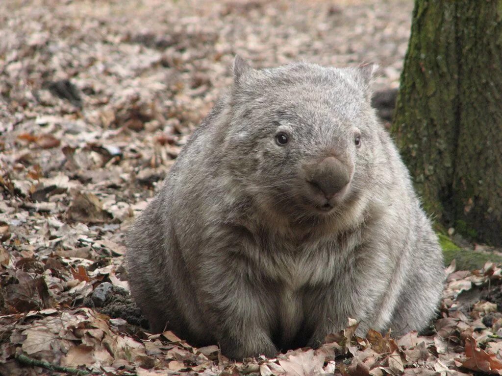 Wombat перевод. Длинношёрстные вомбаты. Вомбат животное. Короткошёрстный вомбат. Грызун вомбат.