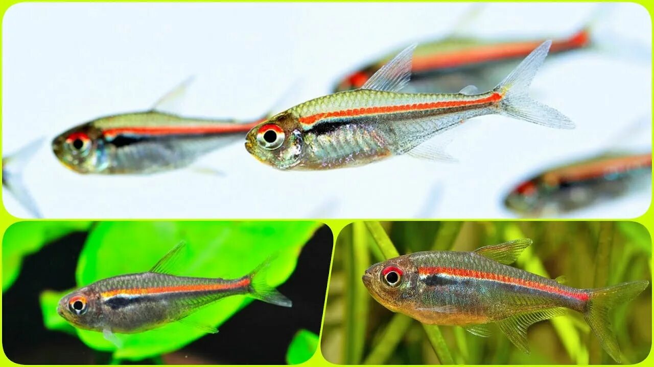 Тетра голубой конго. Минор вуалевый рыбка. Тетра сапфировая колумбийская тетра. Эритрозонус рыбка. Тетра видео.