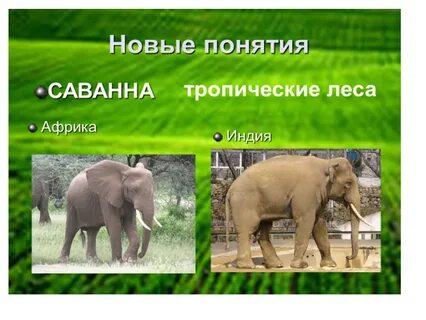 Рабочая тетрадь окружающий мир где живут слоны