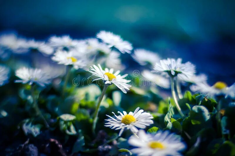 Daisi. Batumi sunset. Daisi. Marc jacobs daisy 100ml. Daisi.