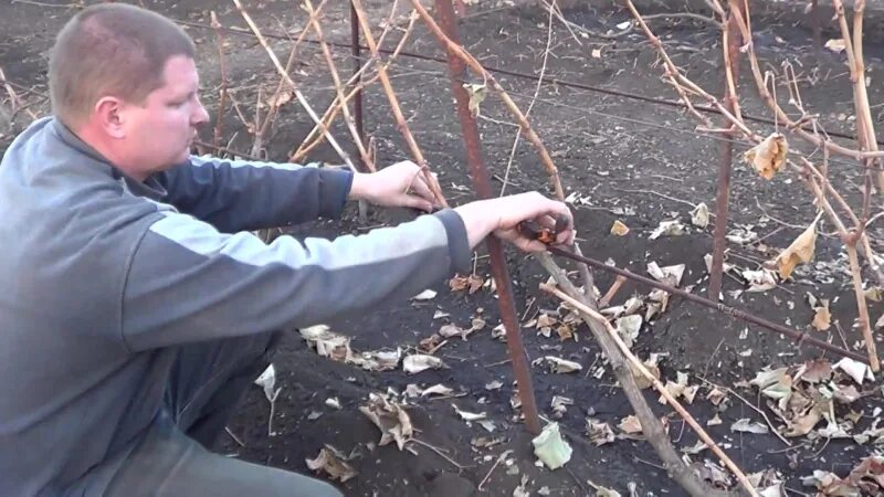 Видео обрезки винограда весной для начинающих. Обрезка многолетнего виноградника осенью. Виноград Юкка обрезка лозы. Обрезка многолетнего винограда осенью видео.
