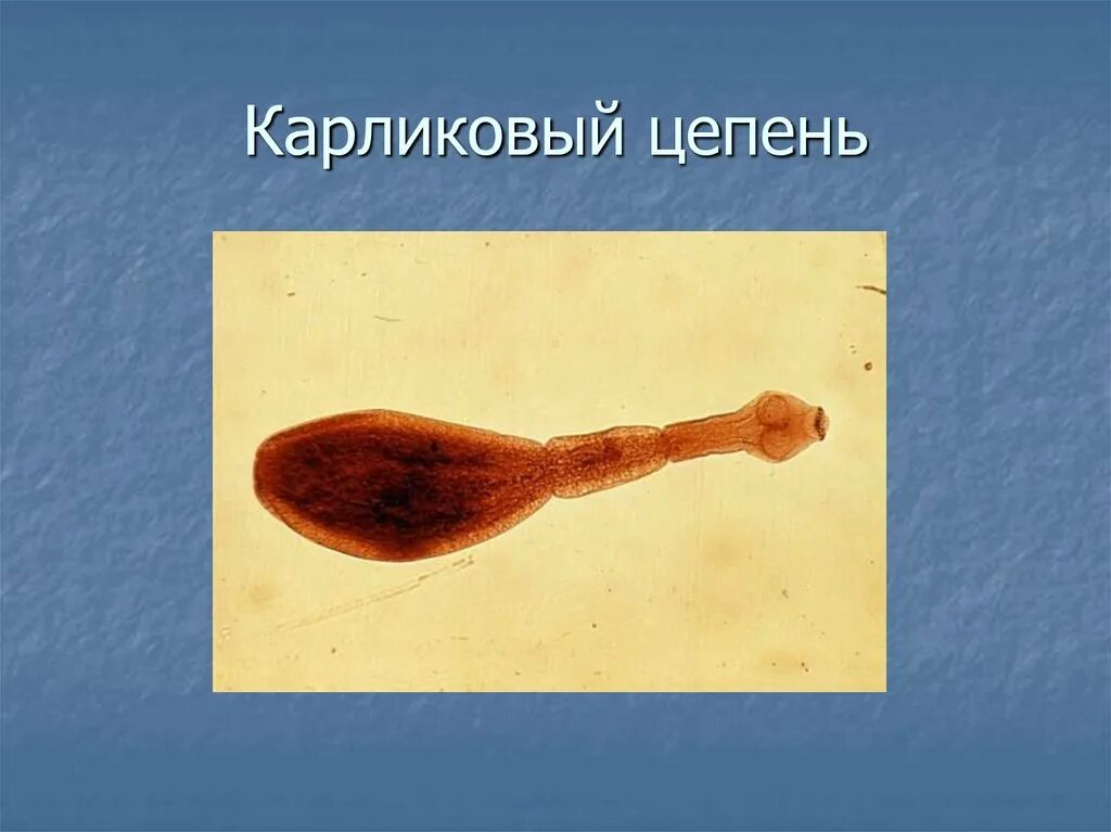 Карликовый цепень (Hymenolepis Nana). Карликовый цепень цепень. Карликовый цепень, возбудитель гименолепидоза. Hymenolepis Nana – карликовый цепень-гименолепидоз.