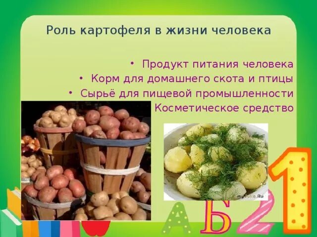 Что потребляют в пищу у картофеля. Значение картофеля для человека. Картофель в жизни человека. Роль картофеля в жизни человека. Картофель презентация.