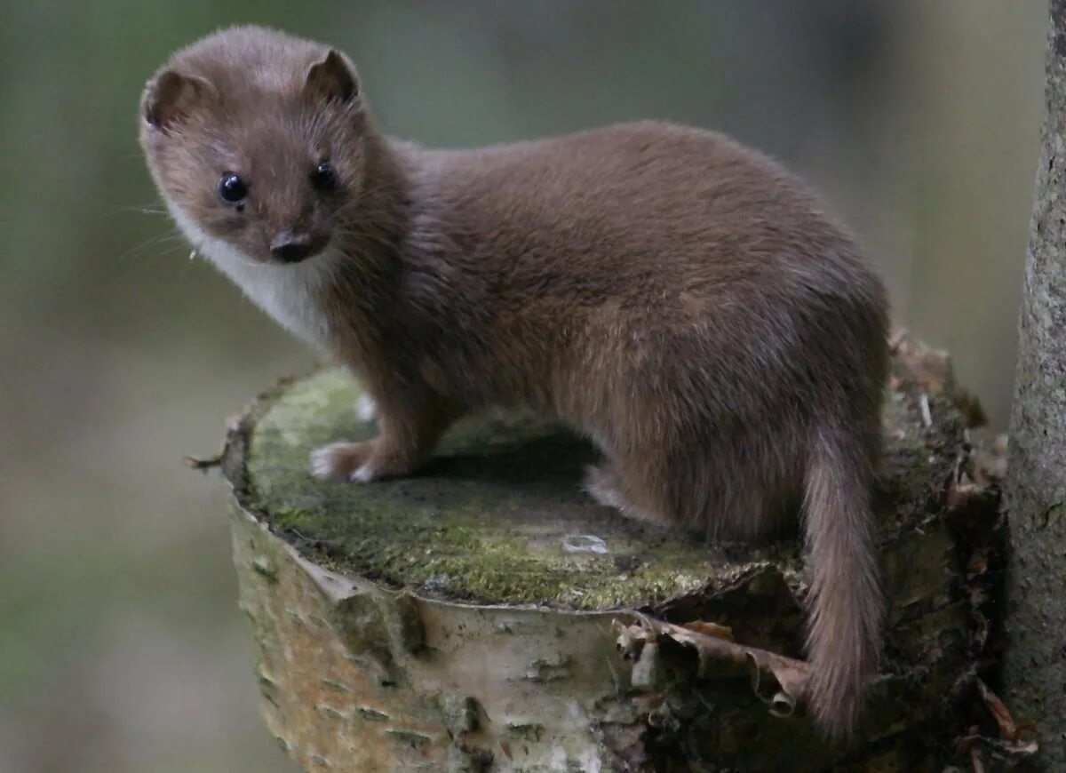 Ласка обыкновенная (Mustela nivalis). Соболь норка куница. Куница Соболь горностай. Лесная куница с детенышами.