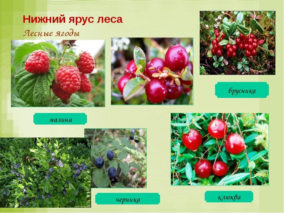 Красная лесная ягода. Калина растет в зоне смешанных лесов. Рябина в лесу. Калина растет в зоне смешанных лесов. Какое растение не растет в зоне смешанных лесов.