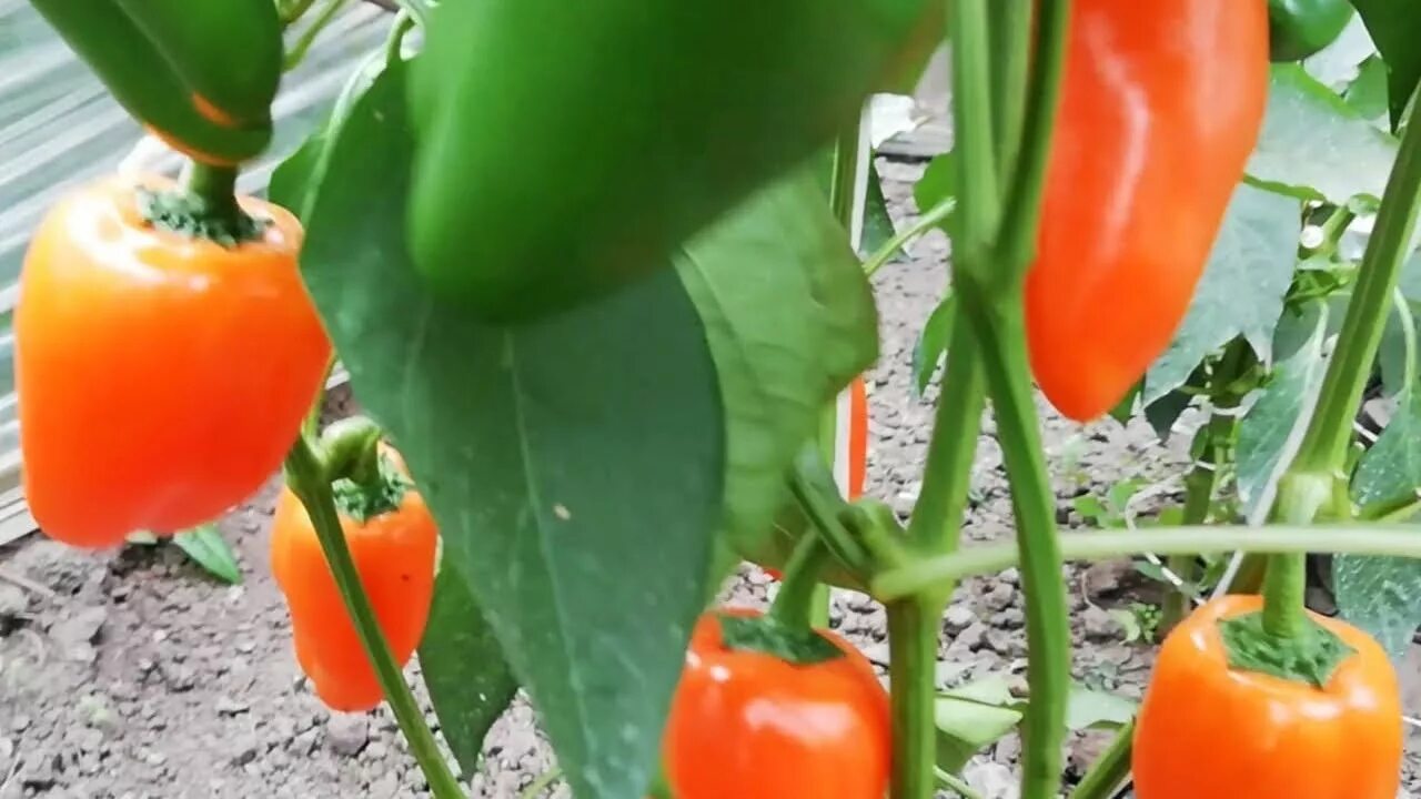 перец гигант оранжевый f1 уральский дачник. перец мегатон оранжевый f1 ам. перец сладкий гигант оранжевый f1. перец гигант оранжевый 20шт марс. томат минусинский улучшенный отбор.