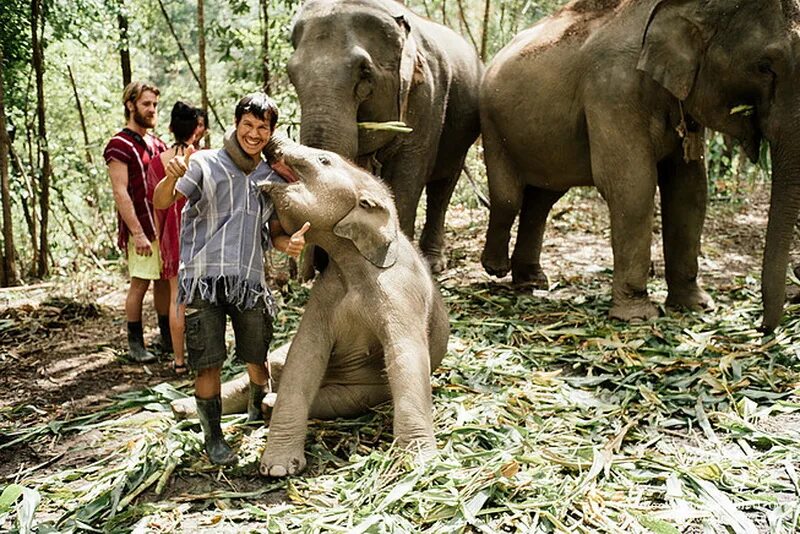 Elephant sanctuary park. Elephant Jungle Sanctuary. Green Elephant Sanctuary Park Phuket. Elephant Jungle Sanctuary Phuket. Phuket Elephant Care парк.