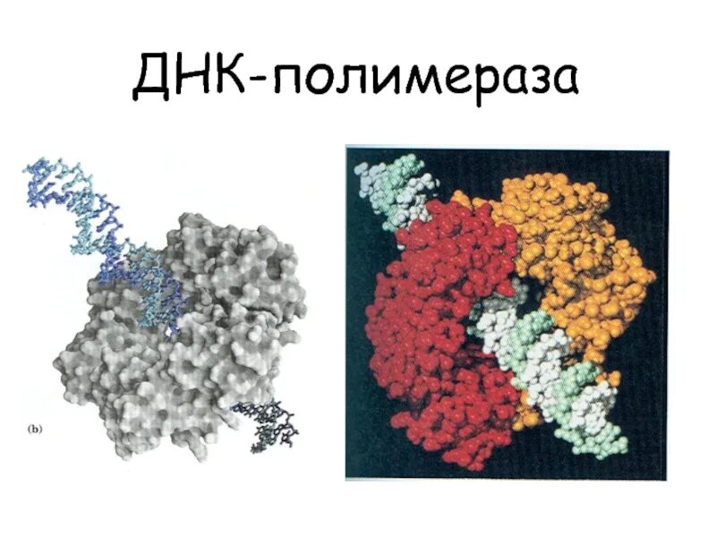 Осуществляется ферментом днк полимеразой. ДНК полимераза 1 и 3. ДНК полимераза типы. Фермент полимераза. Ферменты ДНК полимеразы.