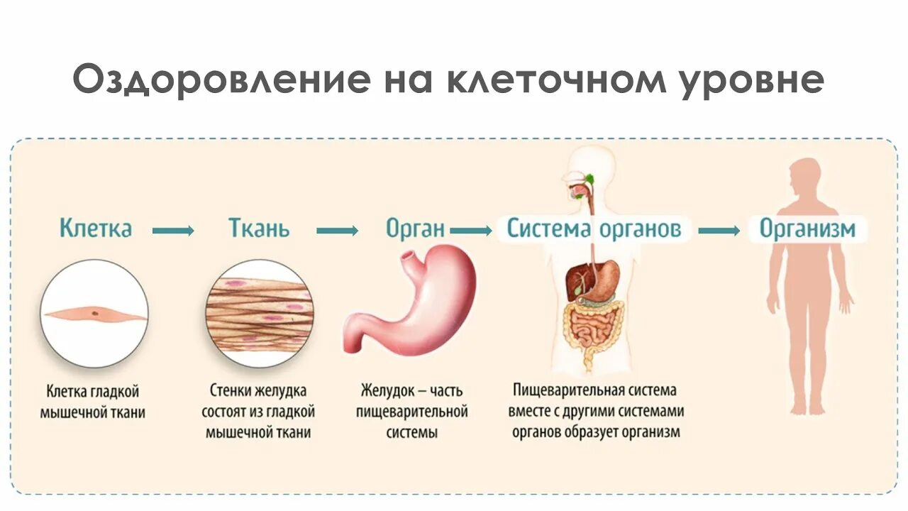 Клетка ткань орган система органов организм примеры