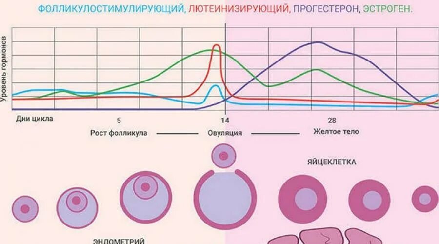 Организм после овуляции. Овуляция. Прогестерон в овуляцию. Прогестерон после овуляции. Овуляция у собаки прогестерон.