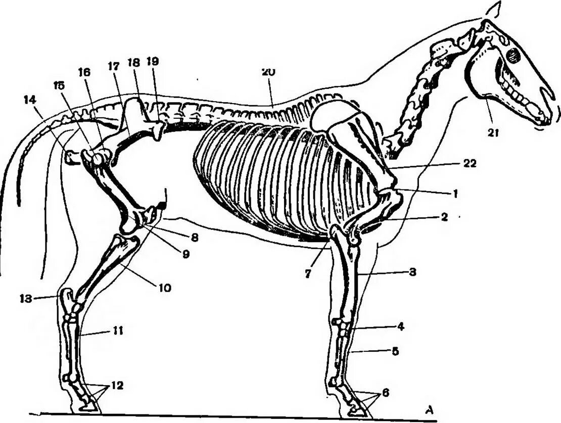 Скелет плечевой сустав лошади. Запястье лошади. Запястье лошади скелет. Плечевой пояс коровы. Телосложение лошади 5 букв