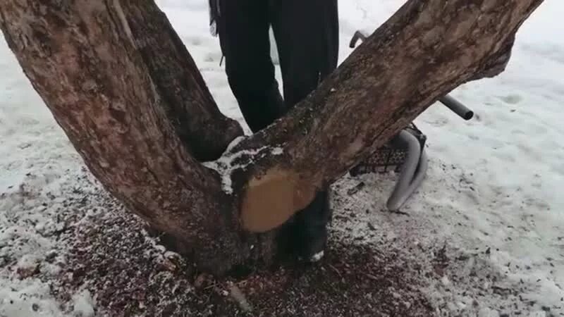 Копка деревьев. Зачистка коры плодовых деревьев. скребок для очистки коры плодового дерева. разрытое дерево.