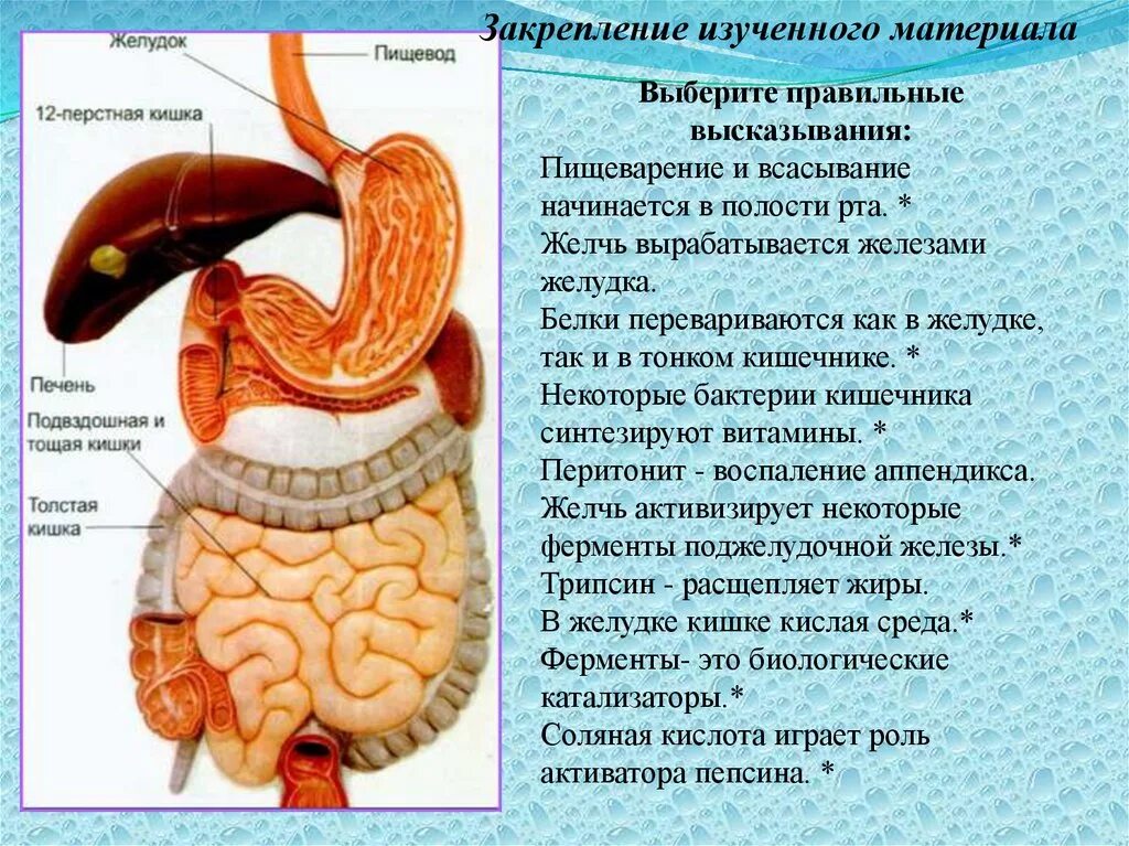 Почему не перевариваются стенки желудка. Пищеварение в желудке и кишечнике. Желудок пищеварение в желудке. Что переваривается в кишечнике. Пищеварение и всасывание в желудке.