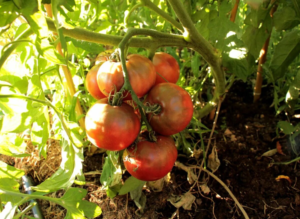 Углерод (карбон) томат. Томат углерод отзывы. Углерод (карбон) томат. Томат углерод отзывы. Томат леди браун.