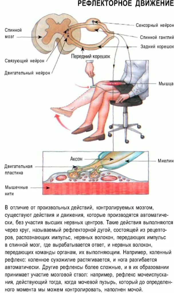 Двигательные рефлексы человека. Рефлекторные движения. Рефлекторные движения человека. Рефлекс движения. Понятие,рефлекторные движения.