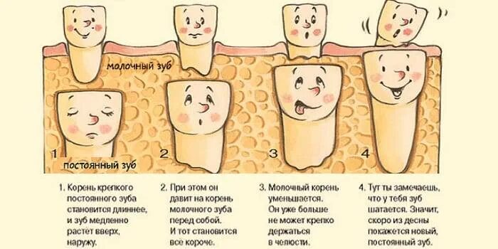 Можно ли выдергивать молочные зубы. Как выглядят молочные зубы. молочных и коренных зубов.