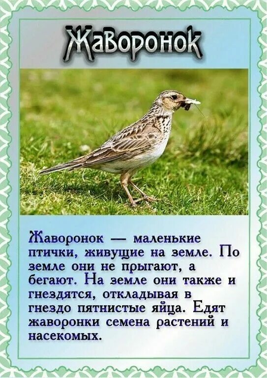 Интересное о перелетных птицах для детей. Рассказ о птицах. Сообщение о скворце. Скворец описание. Скворец перелетная.