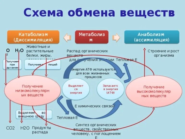 Обмен жиров белков углеводов воды. Схема обмена веществ в организме метаболизм. Метаболизм белков жиров углеводов схема. 2. Основные этапы обмена веществ в организме. Схема обменных процессов жиров.