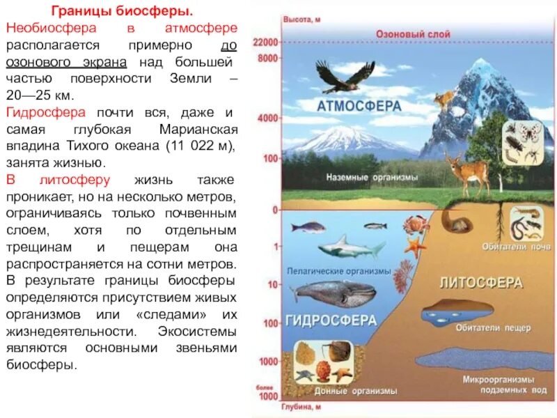 Самая большая экосистема на земле. Биосфера и экосистема. Биосфера Глобальная экосистема. Биосфера как и любая экосистема является. Особенности биосферы как глобальной экосистемы земли.