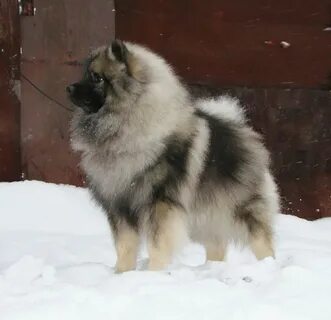 Немецкий вольф