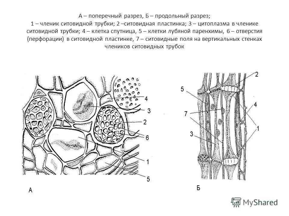 Поперечный и продольный срез. Ситовидные трубки продольный срез. Элементы флоэмы на продольном срезе тыквы. Ситовидные трубки и клетки-спутницы. Ткань клетки спутницы флоэмы.