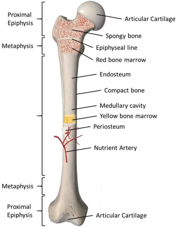 Long bone. Long Bone анатомия. Физис кости. Endosteum анатомия. Плечевая кость эпифиз.