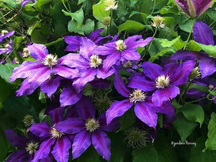 Clematis 'Semu' (с изображениями) Ломонос, Красивые цветы, Фиолетовый сад