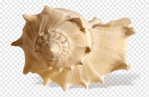 Seashell beige