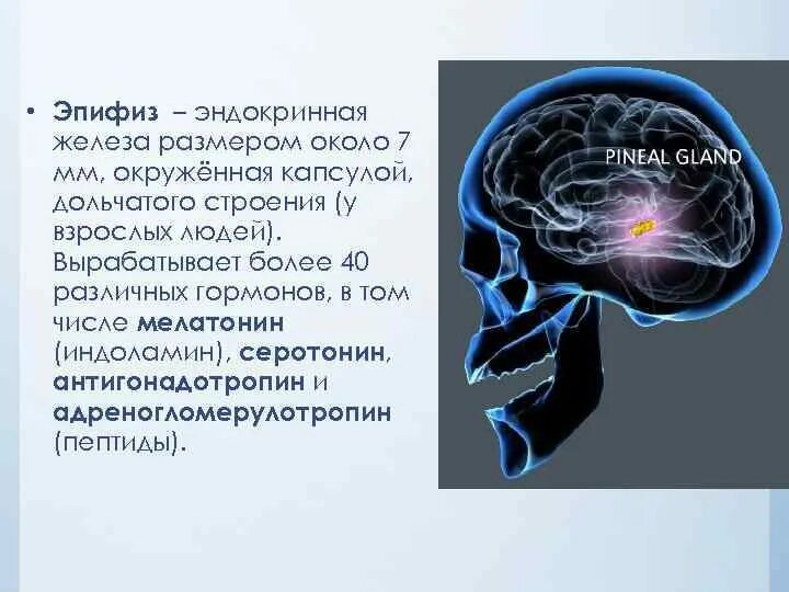 Шишковидная железа. Антигонадотропин эпифиза. Функция эпифиза в головном мозге. Анулярный эпифиз. Функции эпифиза схема.