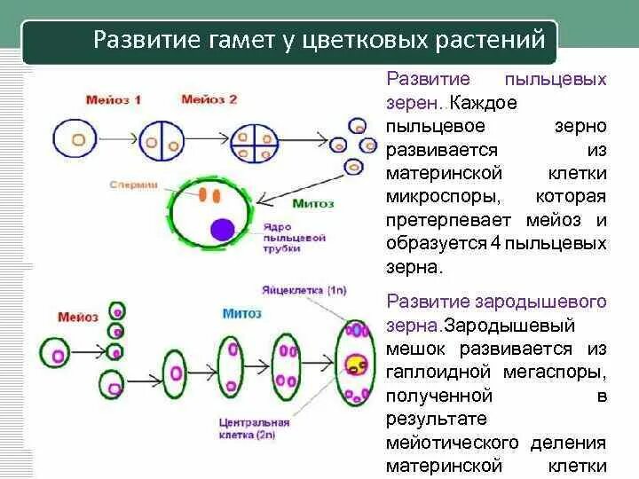 Мужская гамета. Формирование половых клеток у растений. Формирование половых клеток у цветковых растений. Мужские гаметы покрытосеменных растений. Схема развития зародышевого мешка.