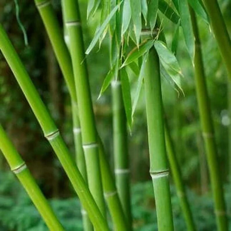 Чем отличается бамбуковое. Бамбук золотой комнатный. Чем отличается бамбуковое. Чем отличается бамбуковое. Ткань из бамбукового волокна.