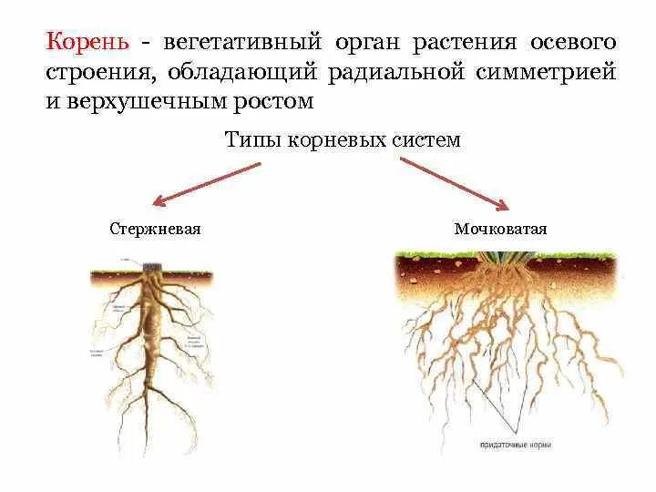 Явиться корень. Структура подземных органов растения. Вегетативные органы растений корневая система. Корень осевой орган растения. Вегетативные органы строение корня.